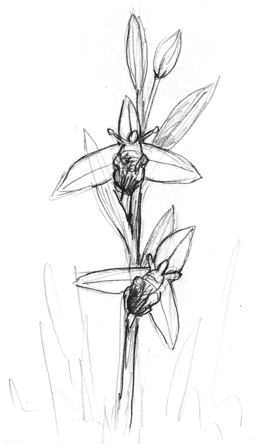 Pencil sketch of a bee Orchid