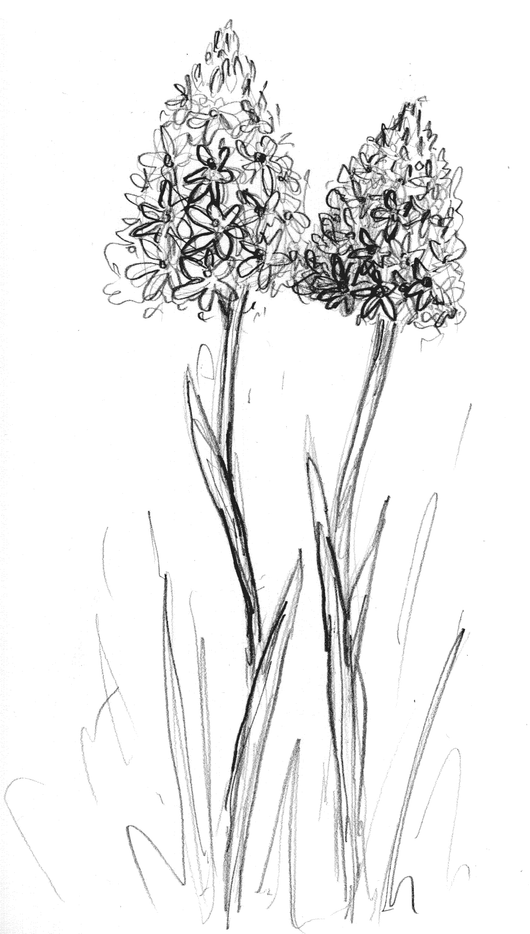 Penicl sketch of  two Pyramid Orchids